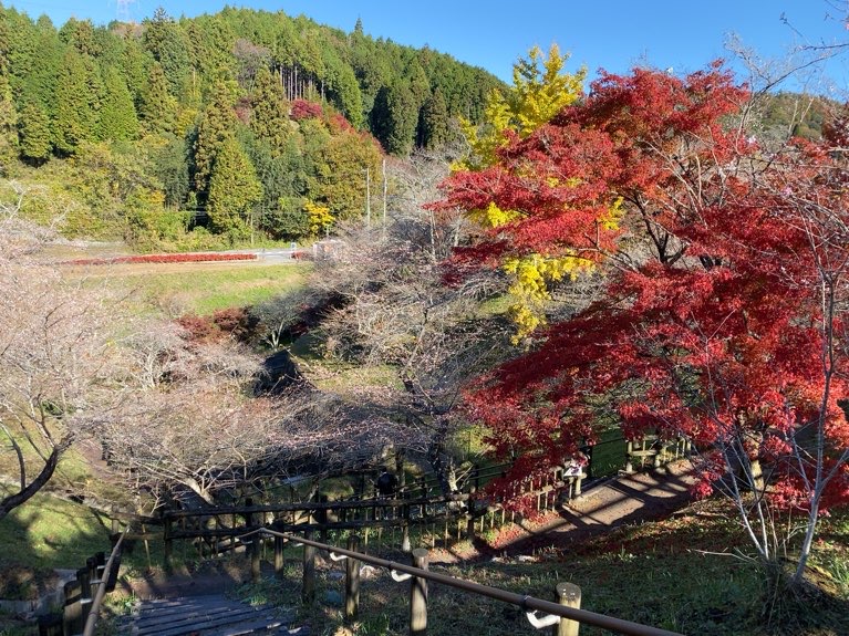 小原ふれあい公園　四季桜と紅葉、イチョウ